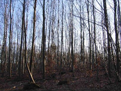PARCELLE 76, modèle de forêt ONF - 55.3 ko PARCELLE 76, modèle de forêt ONF - 55.3 ko
